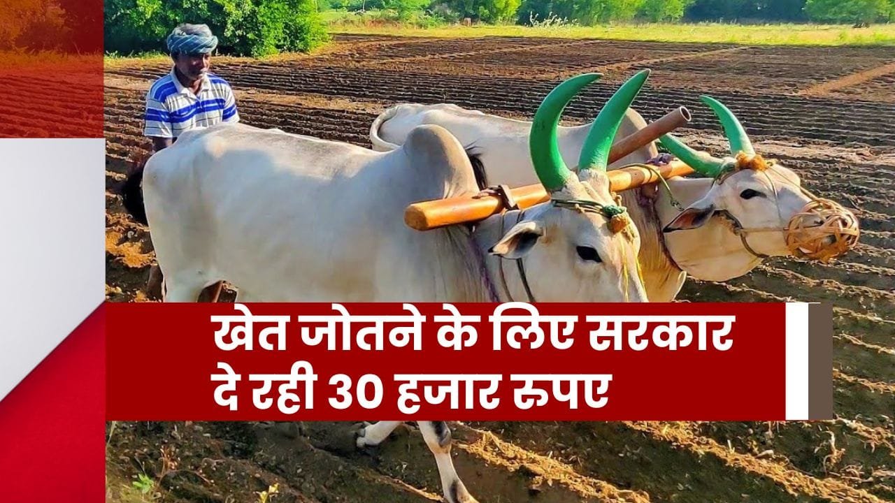बैल से खेती के लिए सब्सिडी