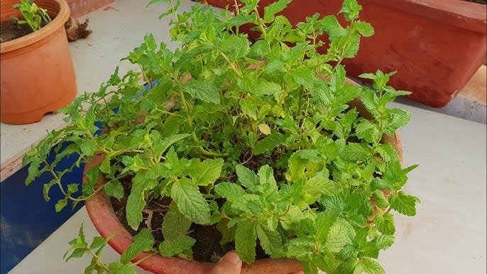 पुदीना कैसे लगाएं