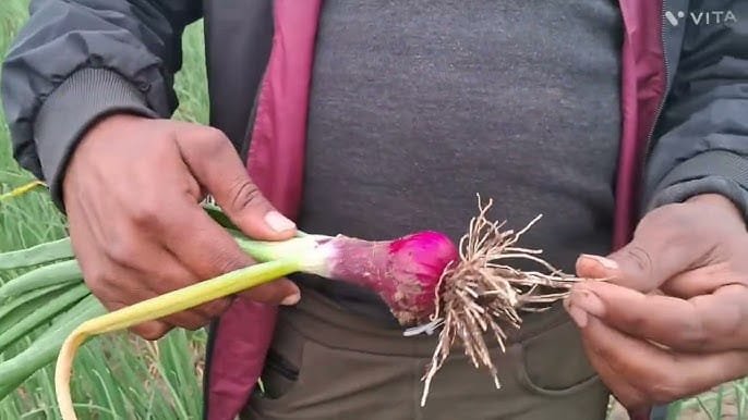 प्याज की फसल