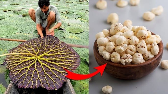 मखाने की खेती के लिए निशुल्क प्रशिक्षण