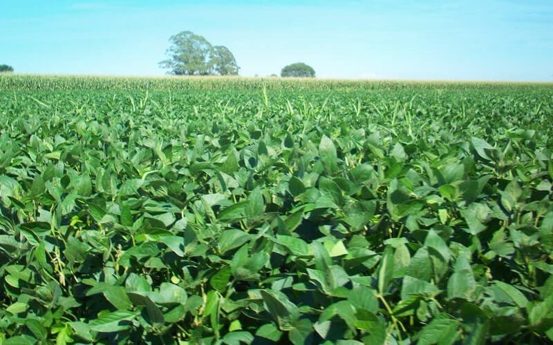 उड़द की किस्म