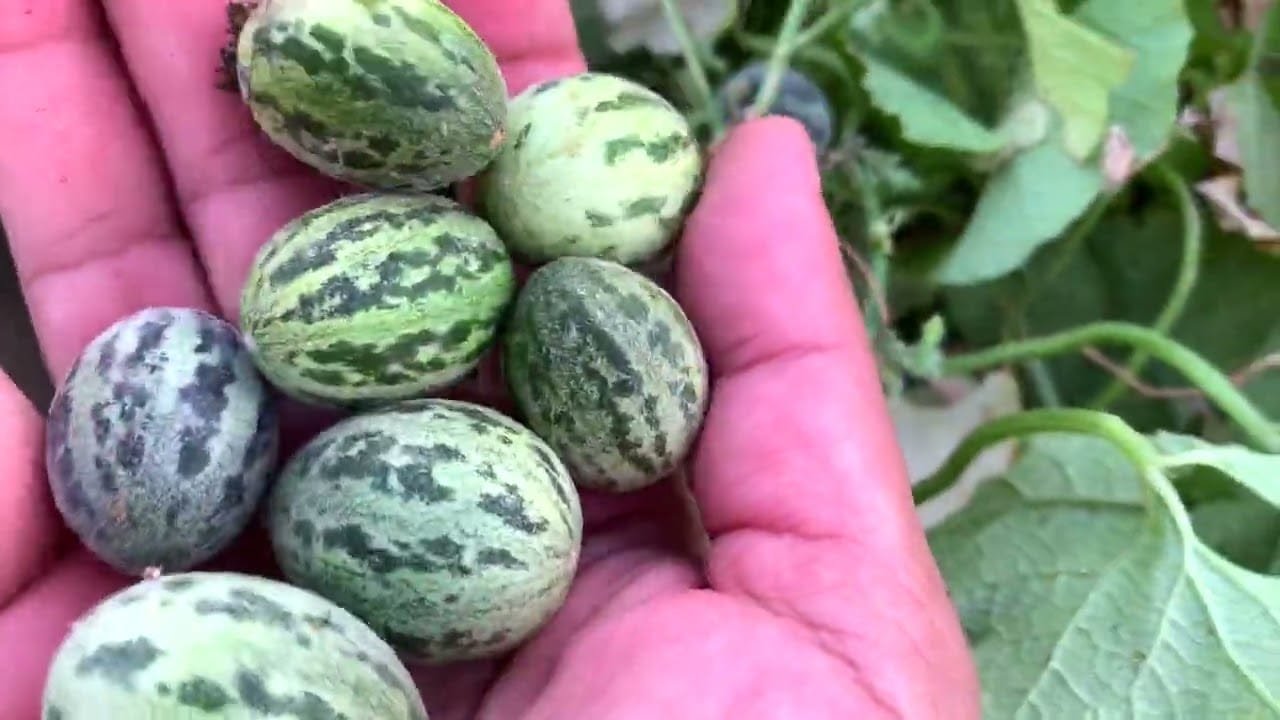 काचरी की खेती