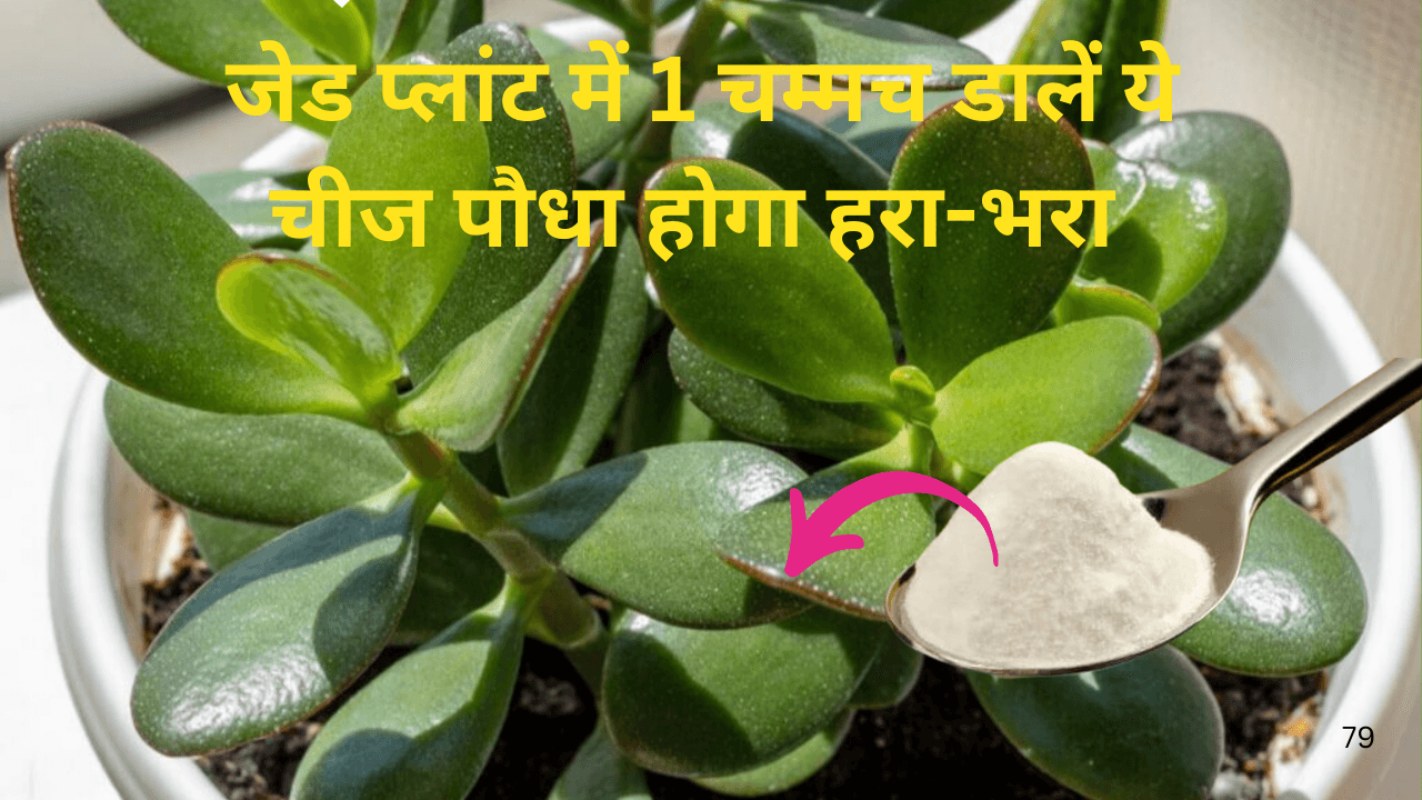 Gardening Tips: जेड प्लांट में एक चम्मच पीसकर डालें ये चीज, मरता हुआ पौधा भी होगा फिर से हरा-भरा 1 भी पत्ता पीला होकर नहीं गिरेगा, जाने नाम