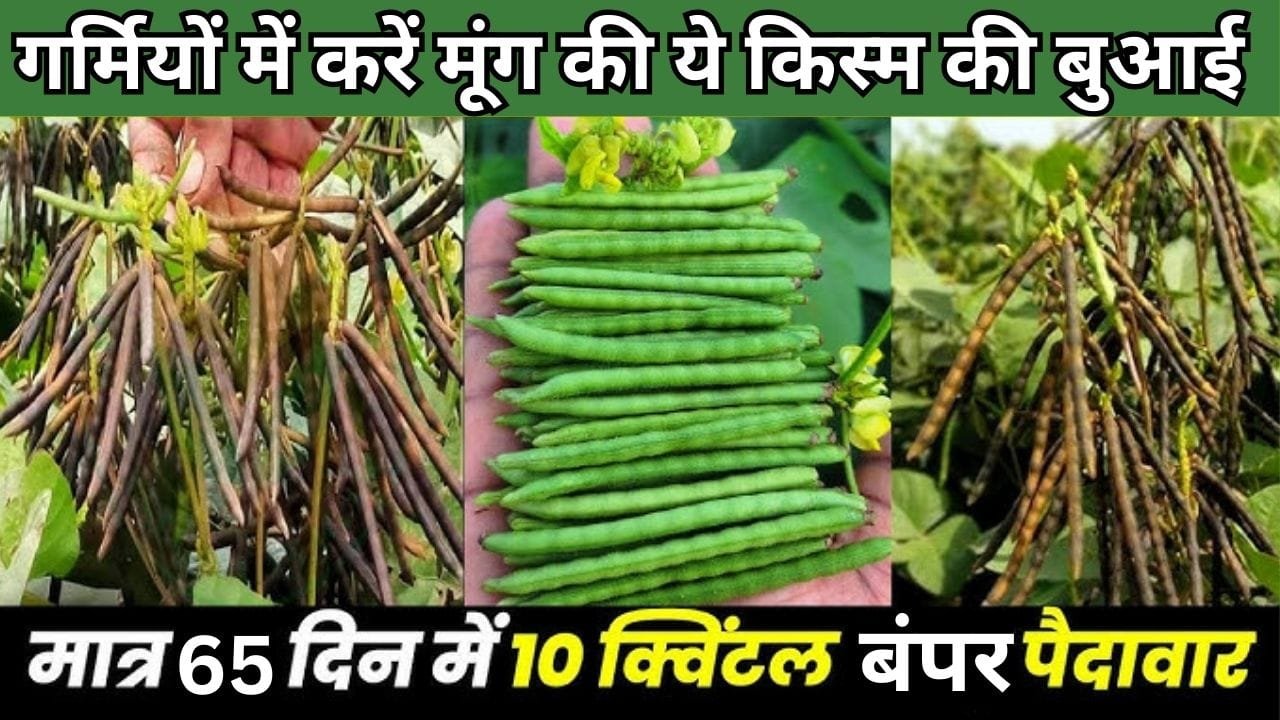 गर्मियों के मौसम में करें मूंग की ये किस्म की बुआई, सिर्फ 65 दिनों में होगी तैयार देगी भयंकर पैदावार खेती से बन जाएंगे धन्ना सेठ, जाने नाम