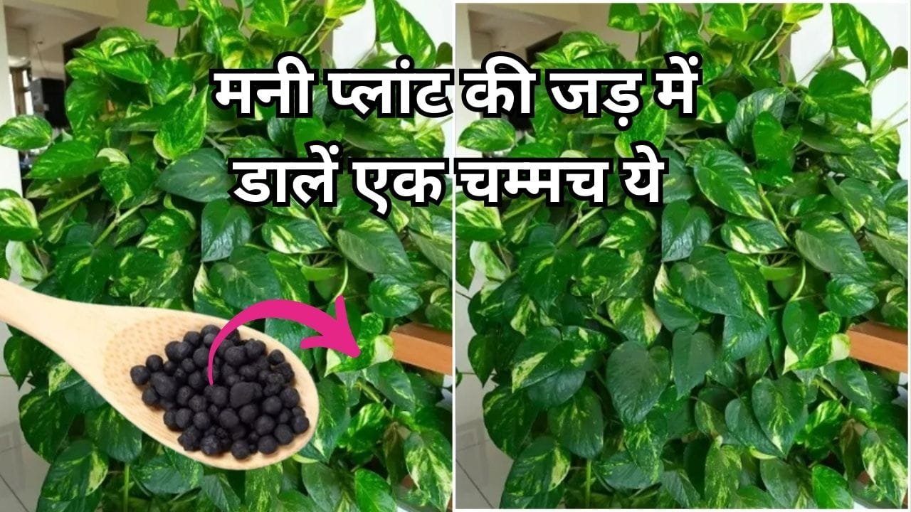 Gardening tips: मनी प्लांट की जड़ में डालें एक चम्मच ये चीज, रॉकेट की स्पीड से बढ़ेगी मनी प्लांट की बेल नई-नई पत्तियों से घना होगा पौधा, जाने नाम