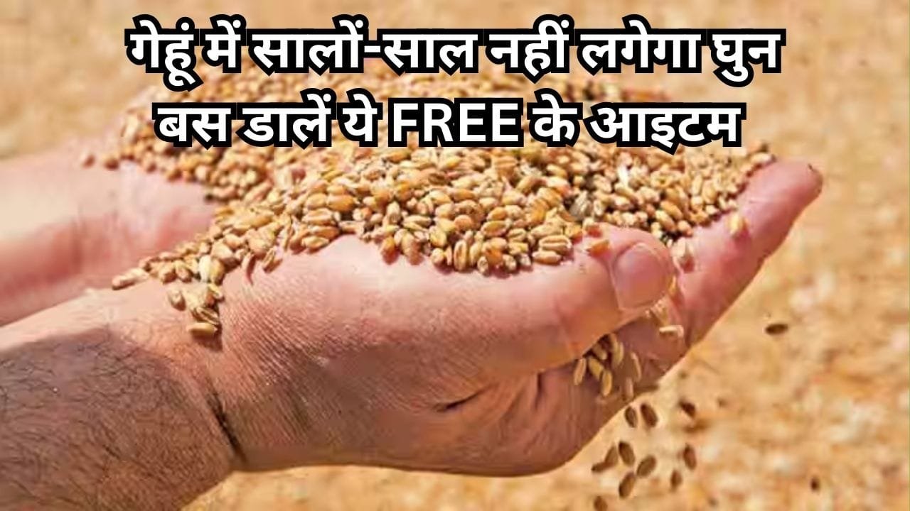 गेहूं में सालों-साल नहीं लगेगा घुन, बस डालें ये FREE के आइटम इनकी महक से कोसों दूर रहेंगे कीड़े केमिकल वाली दवा डालने की झंझट होगी खत्म