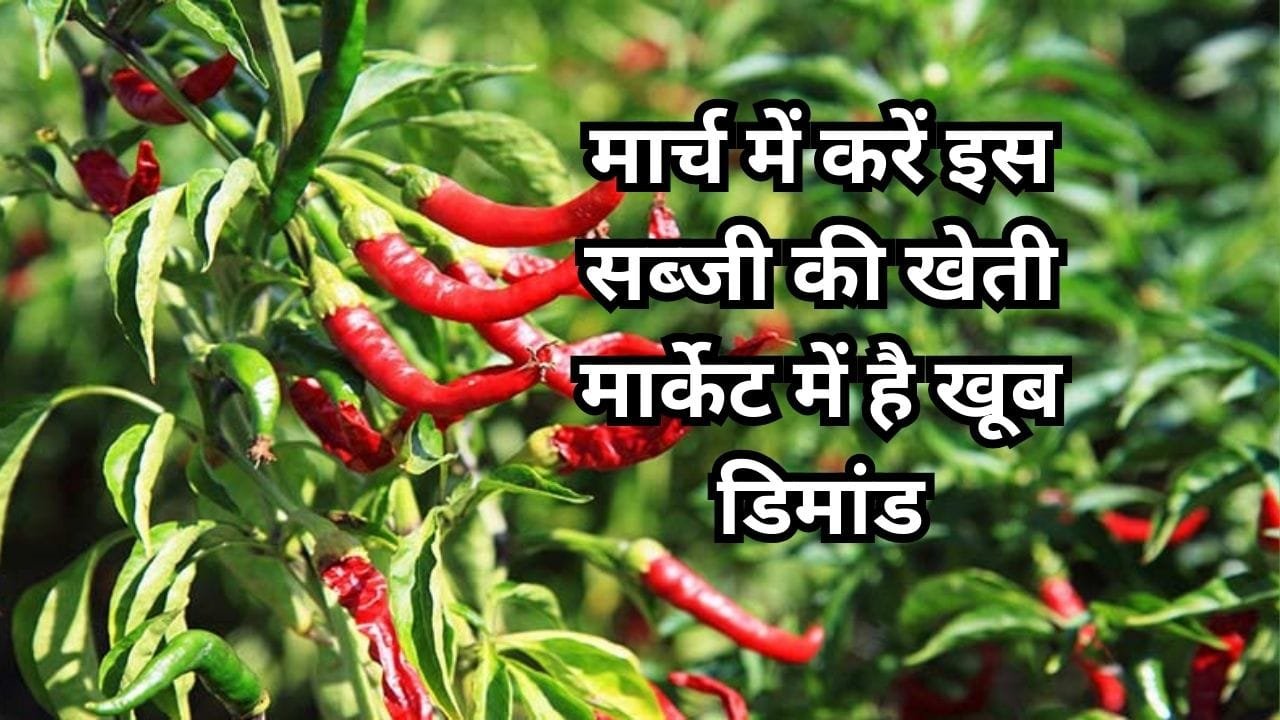 मार्च में जरूर करें इस सब्जी की खेती, मार्केट में सालभर रहती है खूब डिमांड खेती से किसान हो जाएंगे मालामाल, जाने बुआई का तरीका