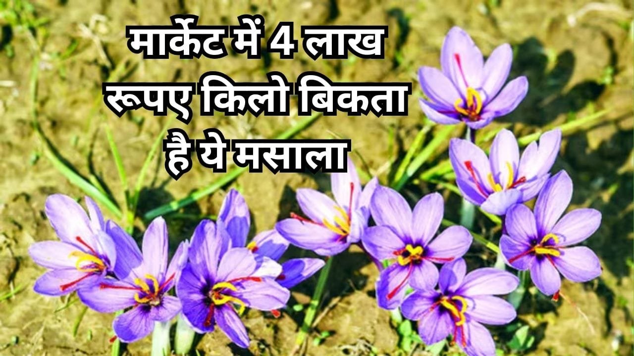 मार्केट में 4 लाख रूपए किलो बिकता है ये मसाला, एकबार करें बुआई होगी बंपर पैदावार के साथ मोटी कमाई बाजार में है खूब मांग, जाने नाम
