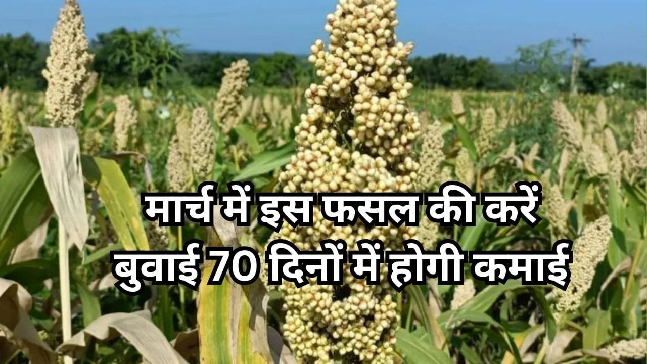 मार्च में इस फसल की करें बुवाई, कम पानी में सिर्फ 70 दिनों के अंदर होगी तगड़ी कमाई, जाने वसंत ऋतु में बुआई का तरीका
