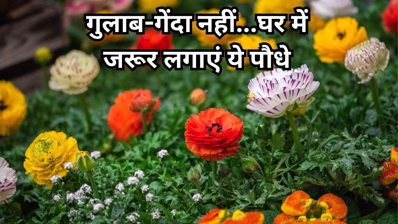 Gardening tips: गुलाब-गेंदा नहीं...घर में जरूर लगाएं ये पौधे, अनगिनत खूबसूरत फूलों से लदा रहेगा गमला, जाने नाम