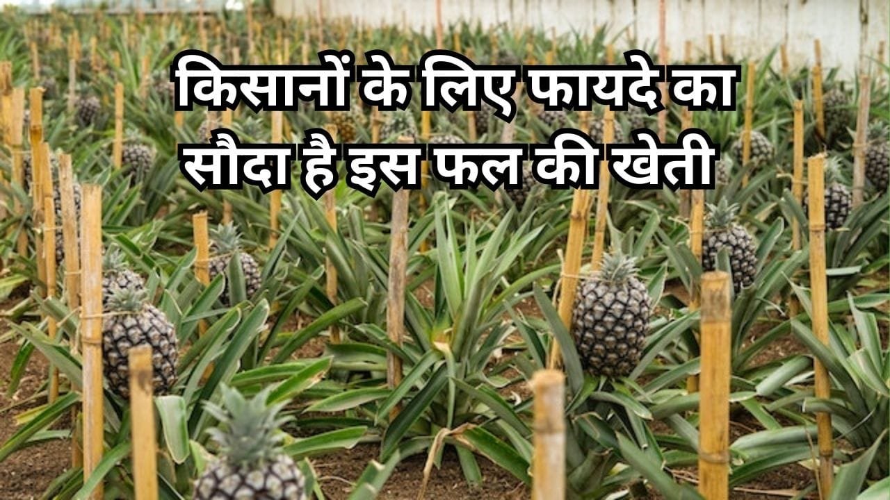 फायदे का सौदा है इस फल की खेती, एक एकड़ में होगी बंपर पैदावार समेत जबरदस्त कमाई मार्केट है खूब डिमांड, जाने बुवाई के तरीका