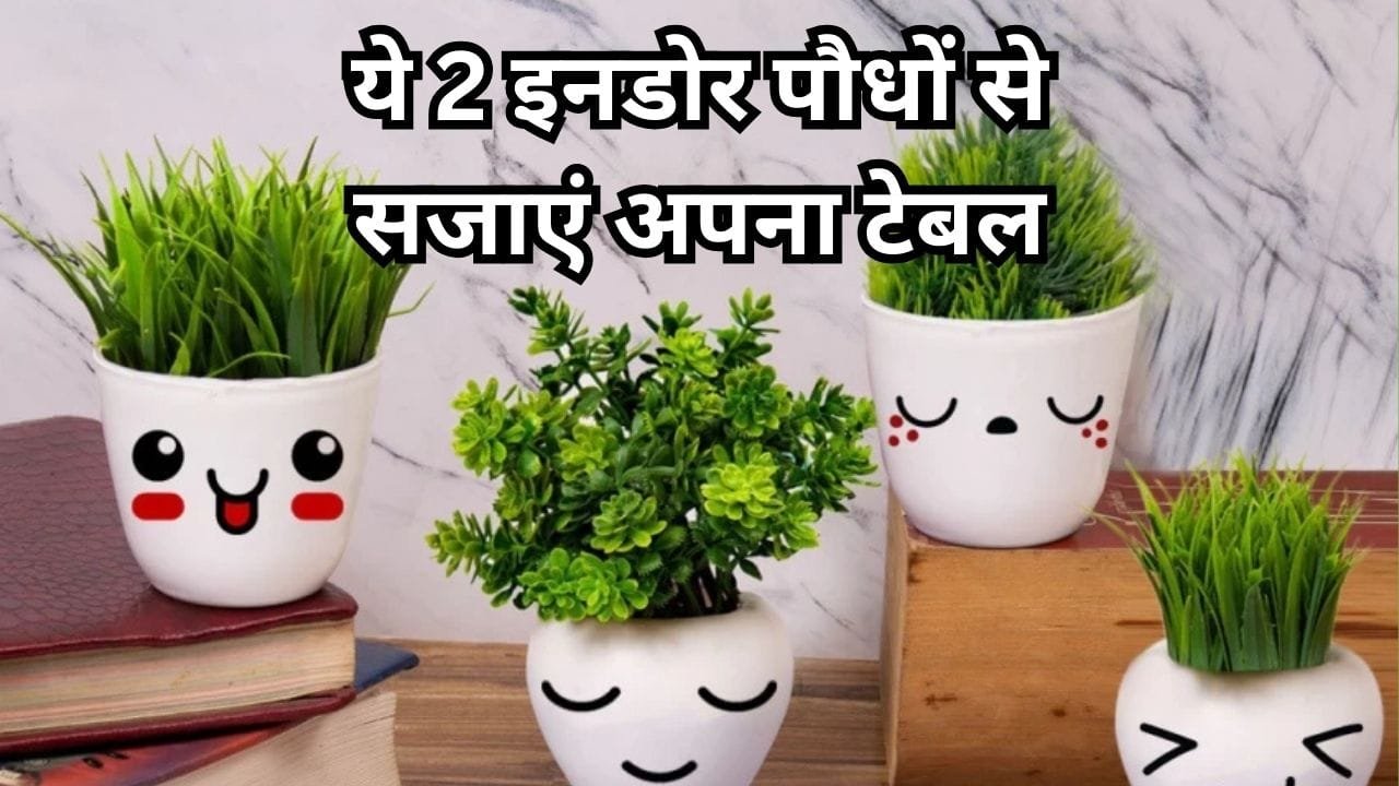 Gardening tips: ये 2 इनडोर पौधों से सजाएं अपना टेबल, खूबसूरती के साथ-साथ पॉजिटिविटी से भर जाएगा घर, जाने नाम