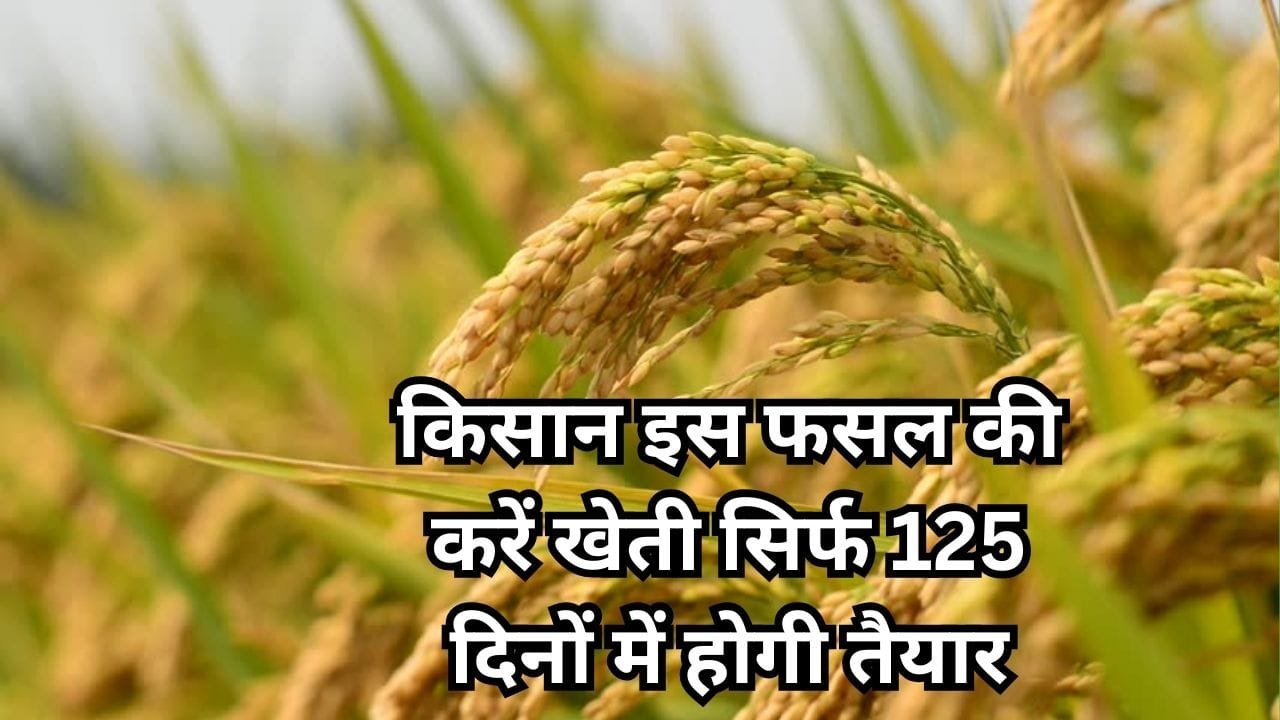 किसान इस फसल की करें खेती, सिर्फ 125 दिनों में होगी तैयार एक एकड़ में देगी बंपर पैदावार के साथ जबरदस्त कमाई, जाने नाम