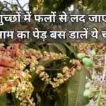 Agricultural Tips: गुच्छों में फलों से लद जाएगा आम का पेड़, बस डालें ये चीज और देखें कमाल आधा किलो का हो जाएगा हर आम, जाने नाम