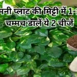 Gardening tips: मनी प्लांट की मिट्टी में 1-1 चम्मच डालें ये 2 चीजें, ग्रोथ में होगी कई गुना बेशुमार वृद्धि, जाने नाम और काम