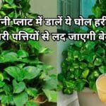 Gardening tips: मनी प्लांट में एक मग डालें ये घोल, सिर्फ 4 दिन में हरी-भरी बड़ी पत्तियों से लद जाएगी मनी प्लांट की बेल, जाने नाम