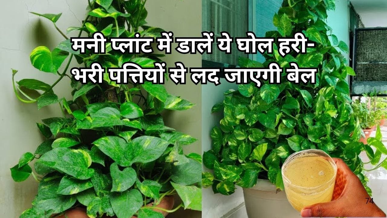 Gardening tips: मनी प्लांट में एक मग डालें ये घोल, सिर्फ 4 दिन में हरी-भरी बड़ी पत्तियों से लद जाएगी मनी प्लांट की बेल, जाने नाम