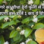 Gardening tips: मोगरे का पौधा ढेरों फूलों से लद जाएगा, बस डालें एक कप ये घोल और देखें जादुई कमाल खुशबू से महकने लगेगा पूरा घर, जाने नाम