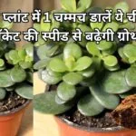 Gardening tips: जेड प्लांट में एक चम्मच डालें ये चीज, रॉकेट की स्पीड से बढ़ेगी पौधे की ग्रोथ एक भी पत्ता पीला नहीं पड़ेगा, जाने नाम