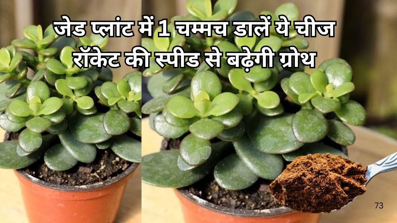 Gardening tips: जेड प्लांट में एक चम्मच डालें ये चीज, रॉकेट की स्पीड से बढ़ेगी पौधे की ग्रोथ एक भी पत्ता पीला नहीं पड़ेगा, जाने नाम