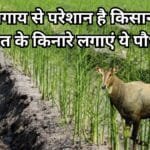 Agriculture Tips: नीलगाय से परेशान है किसान तो खेत के किनारे लगाएं ये औषधीय पौधा, कमाई भी होगी छप्परफाड़, जाने नाम