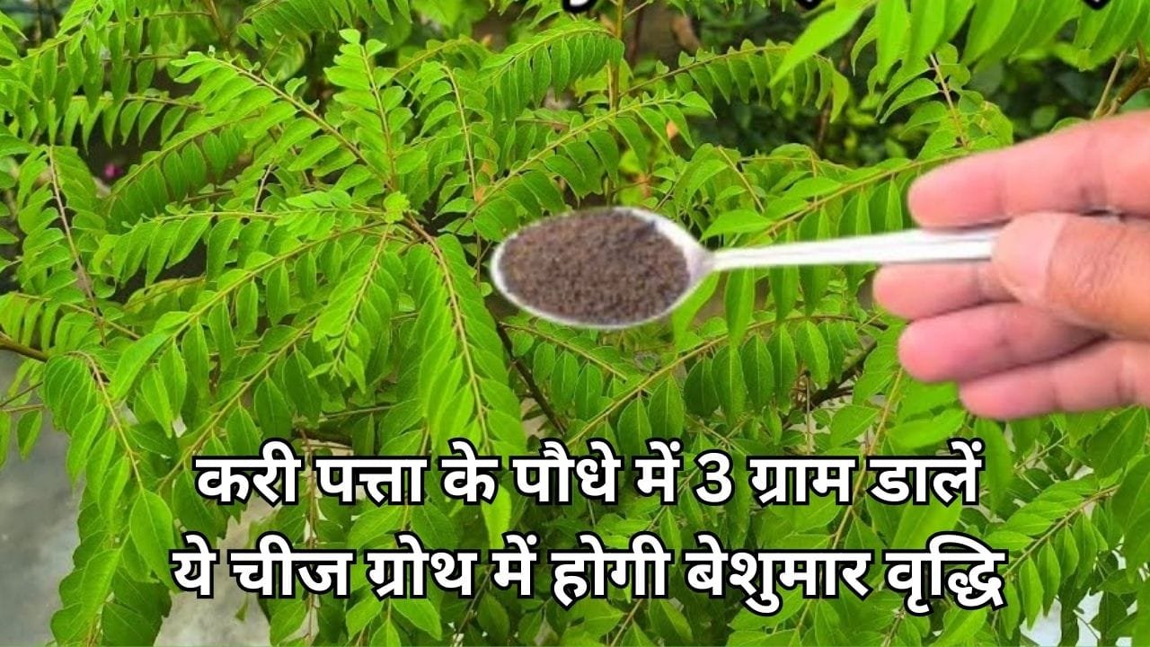 Gardening tips: करी पत्ता के पौधे में 3 ग्राम डालें ये चीज, पौधे की ग्रोथ में होगी बेशुमार वृद्धि हरा-भरा-खूब घना होगा पौधा, जाने नाम