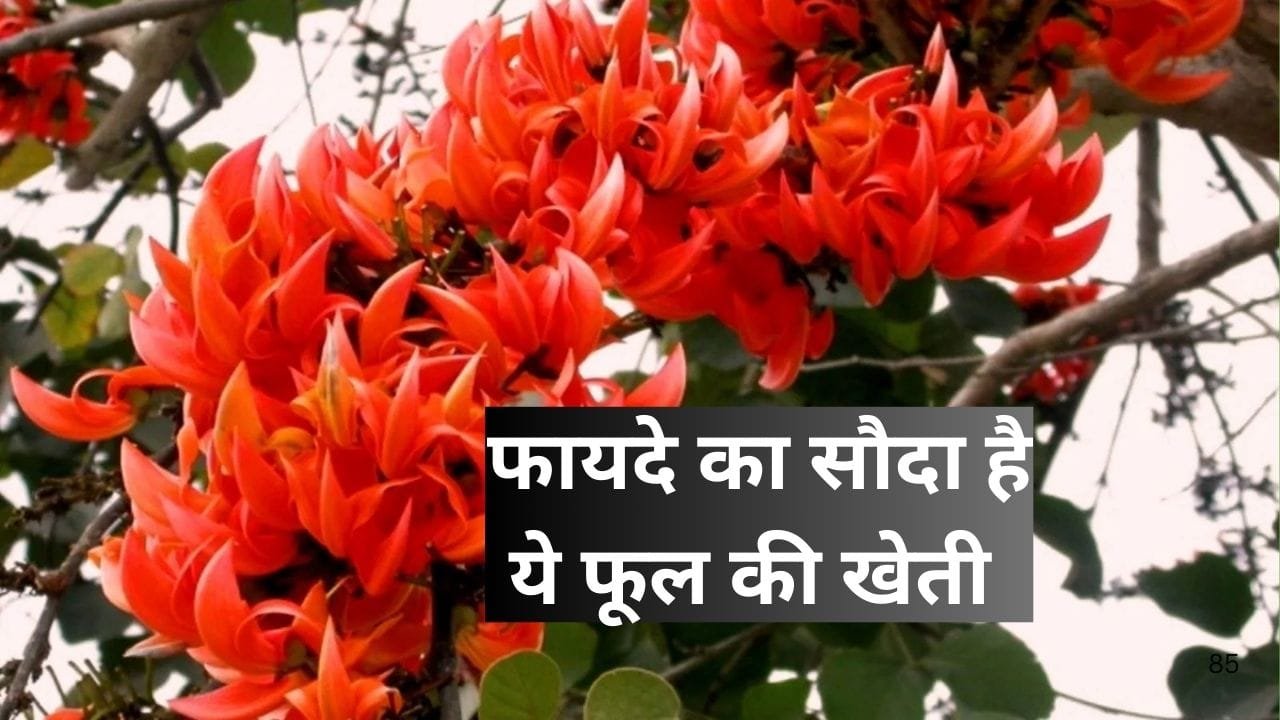 फायदे का सौदा है ये फूल की खेती, मार्केट में फूल-बीज-लकड़ी सबकी है खूब डिमांड खेती से होगी तगड़ी कमाई, जाने नाम