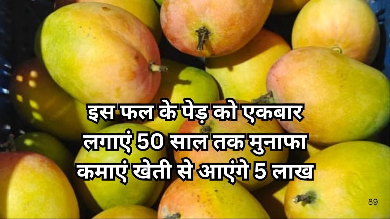 इस फल के पेड़ को एकबार लगाएं 50 साल तक मुनाफा कमाएं, मार्केट में है खूब डिमांड खेती से आएंगे 5 लाख रूपए, जाने नाम