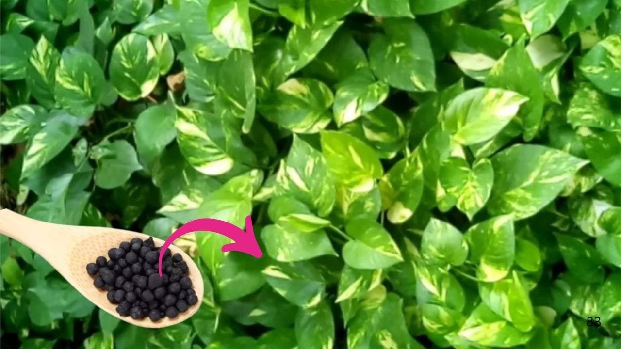 Gardening tips: हरी-भरी पत्तियों से लद जाएगी मनी प्लांट की बेल, सिर्फ 1 चम्मच डालें ये चीज और देखें पौधें में जादू, जाने नाम