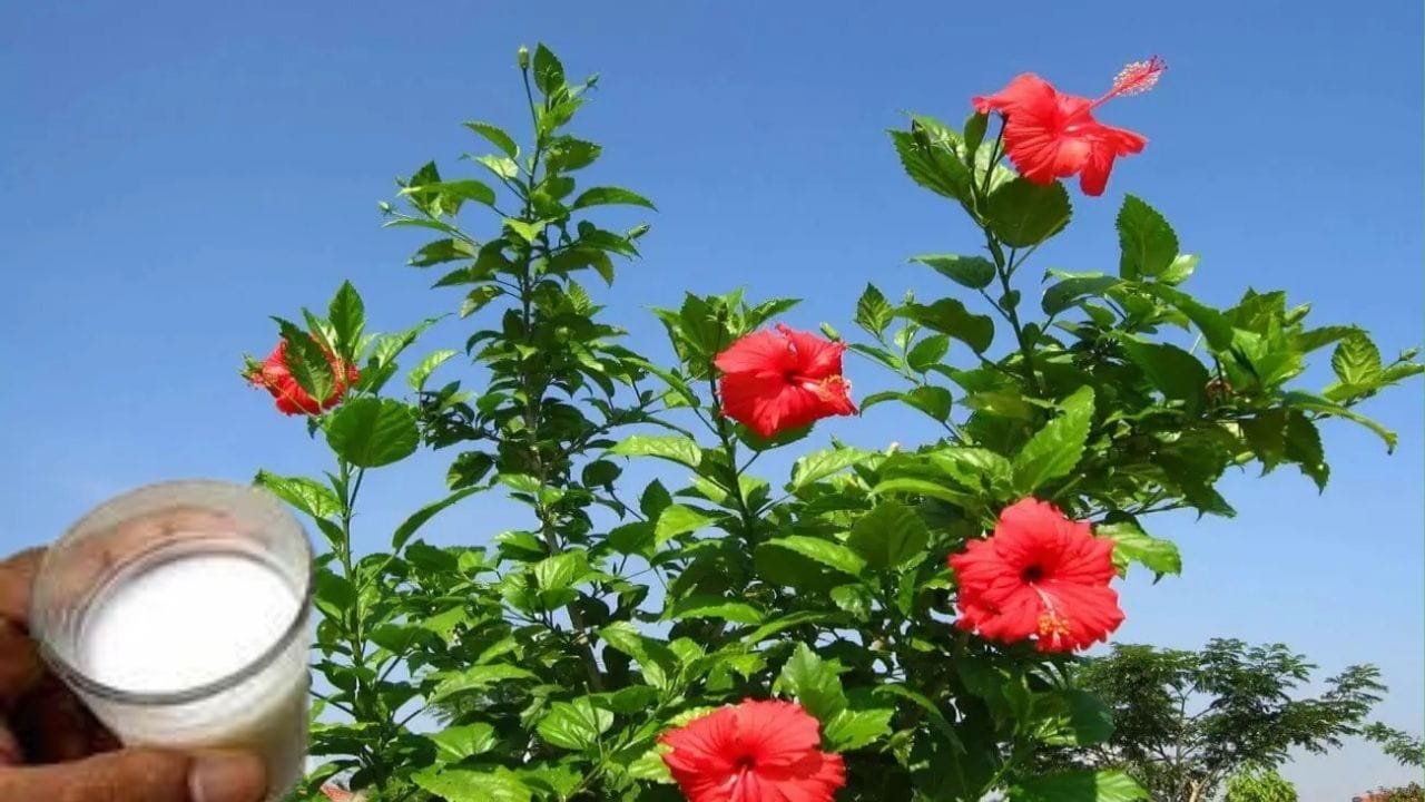 Gardening Tips: गुड़हल के पौधे में 1 कप डालें ये सफेद लिक्विड, कीट का होगा जड़ से सफाया रॉकेट के स्पीड से होगी पौधे की ग्रोथ, जाने नाम