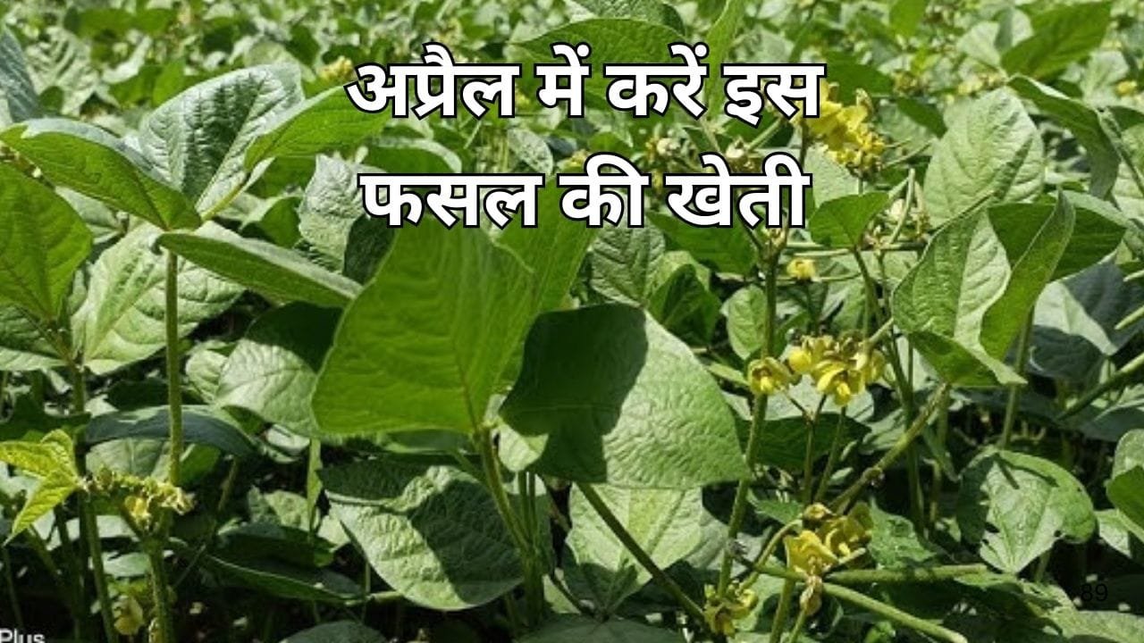 अप्रैल में करें इस फसल की खेती, सिर्फ 60 दिनों में होगी तैयार एक हेक्टेयर में देगी बंपर पैदावार खेती से धन्ना सेठ बन जाएंगे किसान, जाने नाम