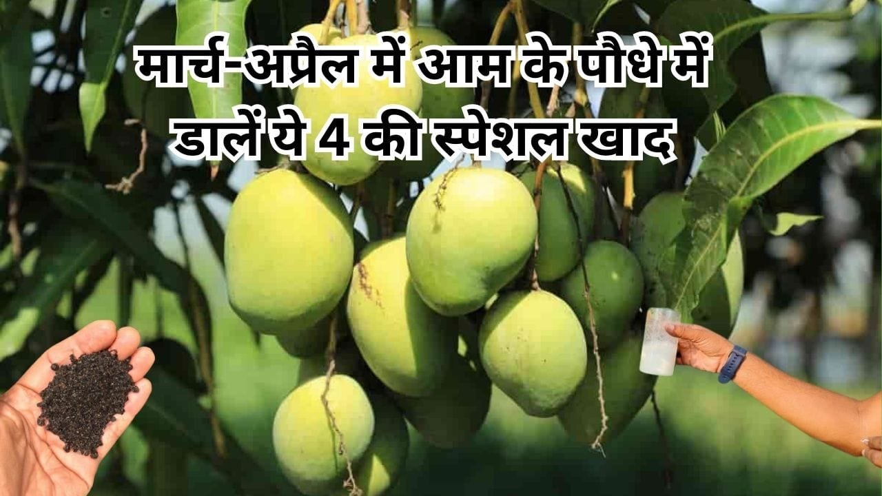 Agricultural Tips: मार्च-अप्रैल में आम के पौधे में डालें ये 4 की स्पेशल खाद, छोटा-सा पौधा भी अनगिनत फलों से लद जाएगा, जाने नाम