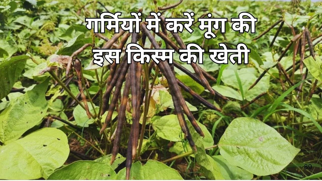 गर्मियों में करें मूंग की इस किस्म की खेती, एक हेक्टेयर में होगी बंपर पैदावार के साथ तगड़ी कमाई सिर्फ 66 दिन में खेती से आएंगे 1 लाख