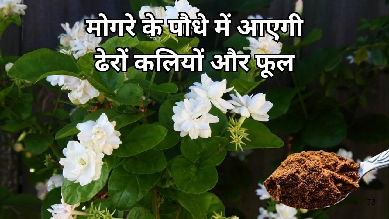 Gardening tips: मोगरे के पौधे में आएगी ढेरों कलियों और फूल, बस पौधे में डालें एक चम्मच ये चीज फूलों की खुशबू से महक उठेगा पूरा आंगन, जाने नाम