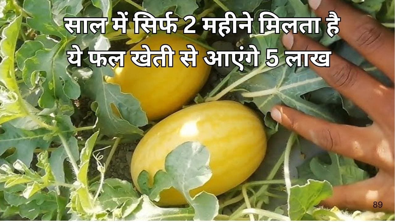 साल में सिर्फ 2 महीने मिलता है ये फल, मार्केट में है खूब डिमांड खेती से 90 दिनों में आएंगे 5 लाख रूपए, जाने नाम