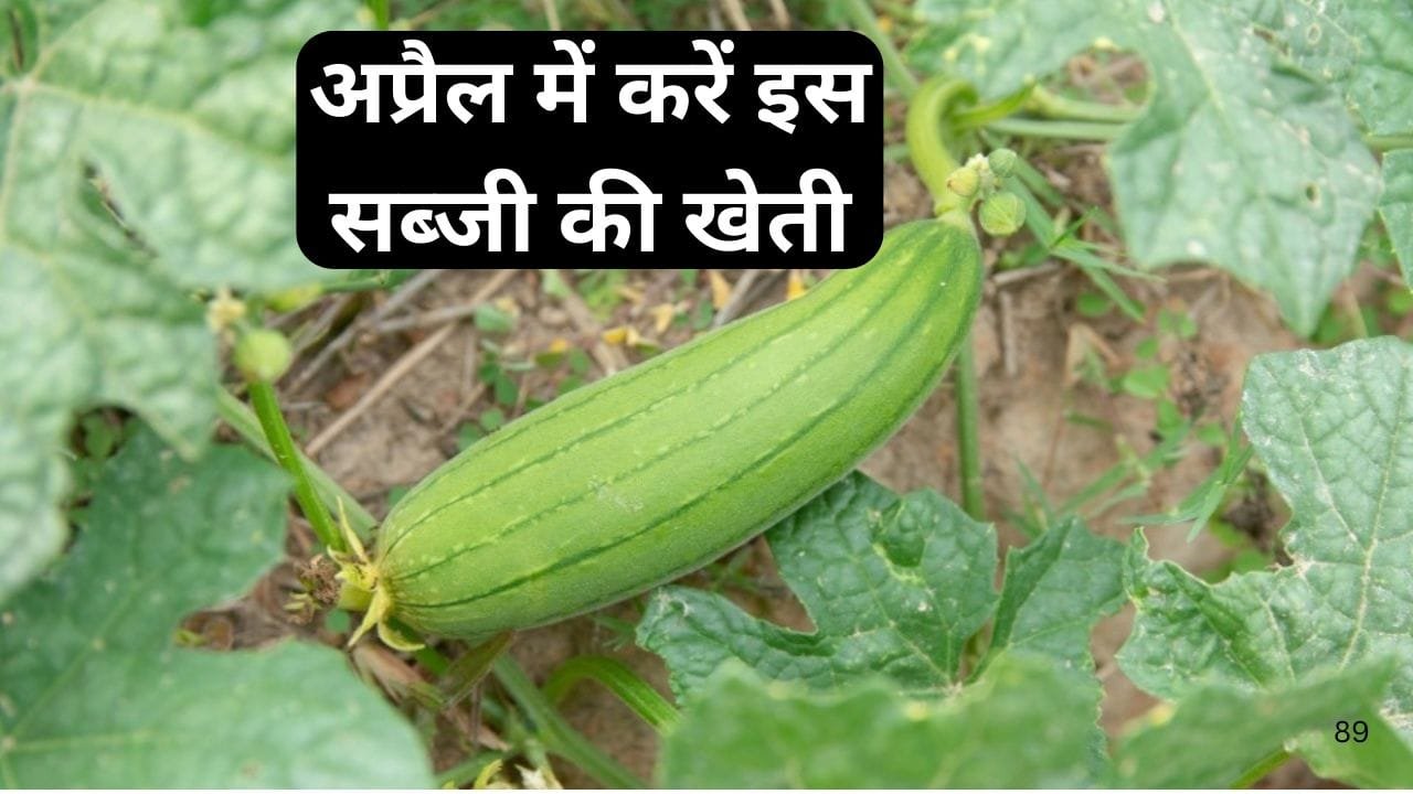 अप्रैल में करें इस सब्जी की खेती, 45 दिनों में होगी तैयार एक हेक्टेयर में देगी बंपर पैदावार और छप्परफाड़ मुनाफा, जाने बसंत ऋतु में बुवाई का तरीका