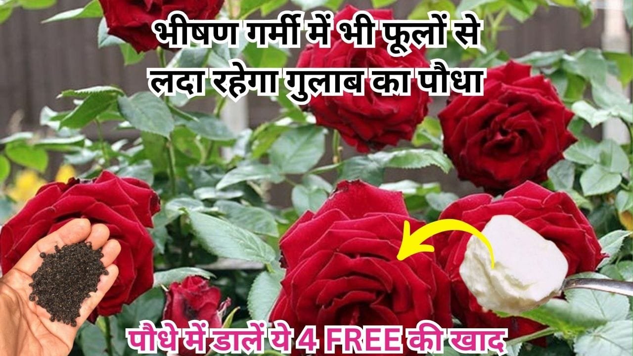 Gardening Tips: भीषण गर्मी में भी फूलों से लदा रहेगा गुलाब का पौधा, बस पौधे में 1 बार डालें ये 4 FREE की खाद फूलों से महक जाएगा पूरा बाग