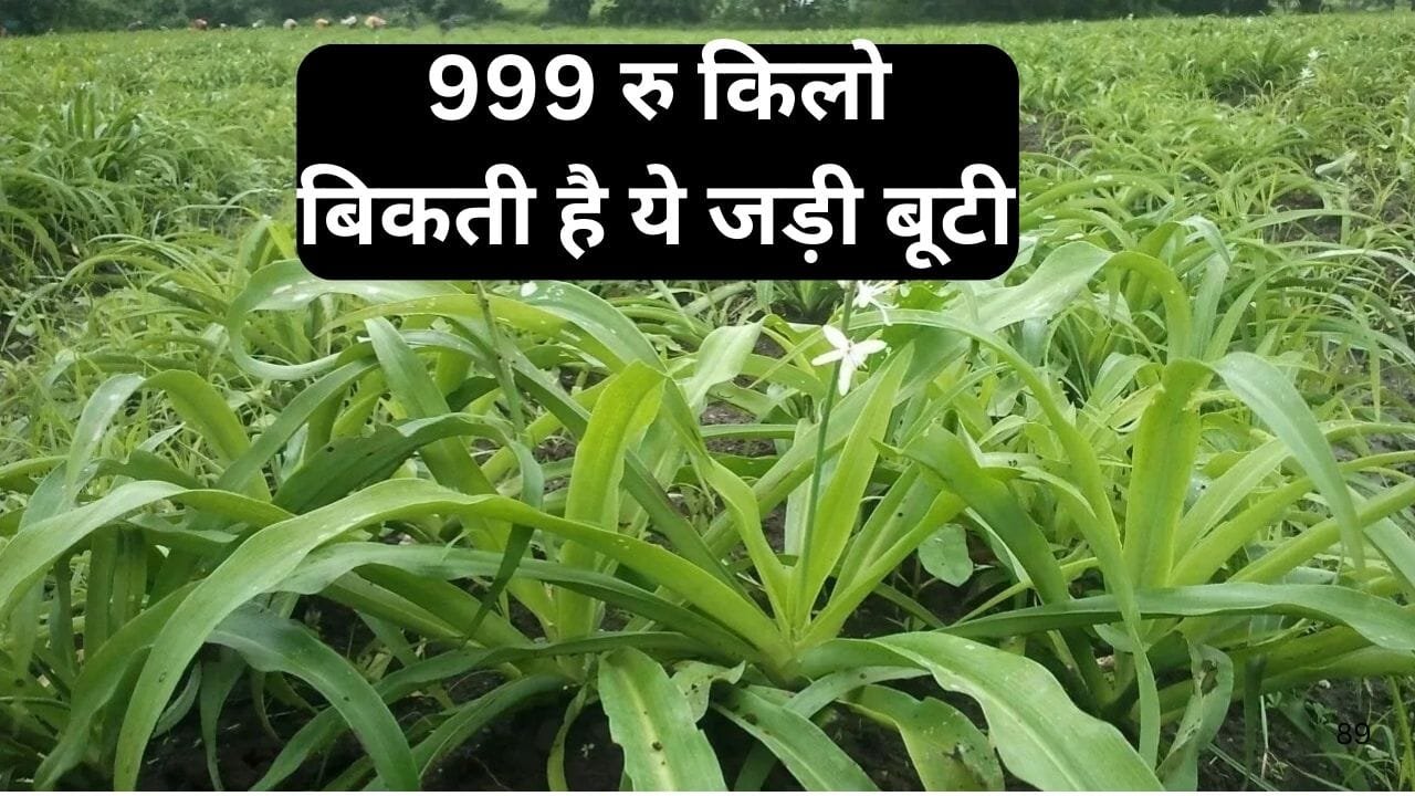 999 रूपए किलो बिकती है ये जड़ी बूटी, एकबार करें बुआई 6 महीने में होगी लाखों की कमाई मार्केट में खूब तगड़ी डिमांड, जाने नाम