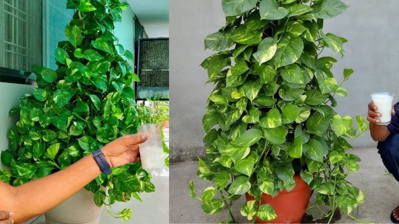 Gardening tips: अप्रैल शुरू होने से पहले मनी प्लांट में डालें ये FREE का स्पेशल घोल, तपती गर्मी में भी हरी-भरी खूब घनी रहेगी बेल, जाने नाम