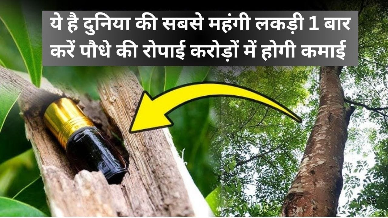 ये है दुनिया की सबसे महंगी लकड़ी, एकबार करें पौधे की रोपाई करोड़ों में होगी कमाई मार्केट में है खूब डिमांड, जाने नाम और काम