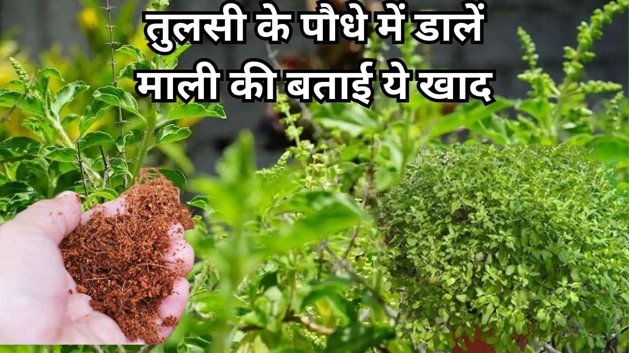 Gardening tips: तुलसी के पौधे में डालें माली की बताई ये खाद, सालों-साल नहीं सूखेगा पौधा! पौधे में निकलेगी हरी-हरी पत्तियां, जाने नाम