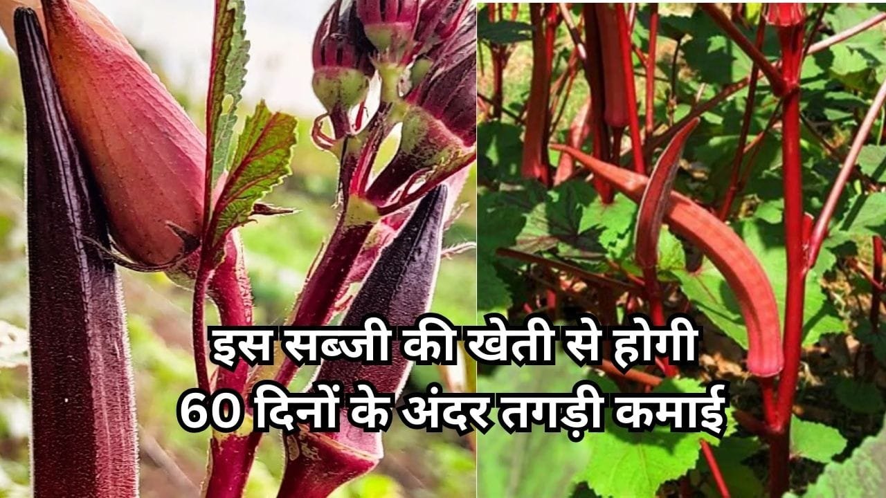 साल में 2 बार कर सकते है इस सब्जी की खेती, 60 दिनों के अंदर होगी तगड़ी कमाई मार्केट में बिकती है 500 रूपए किलो, जाने नाम