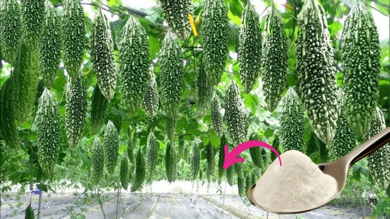 Gardening Tips: करेले की जड़ में एक चम्मच डालें ये चमत्कारी चीज, अनगिनत करेलों से लद जाएगी बेल फूल झड़ने की समस्या भी होगी खत्म