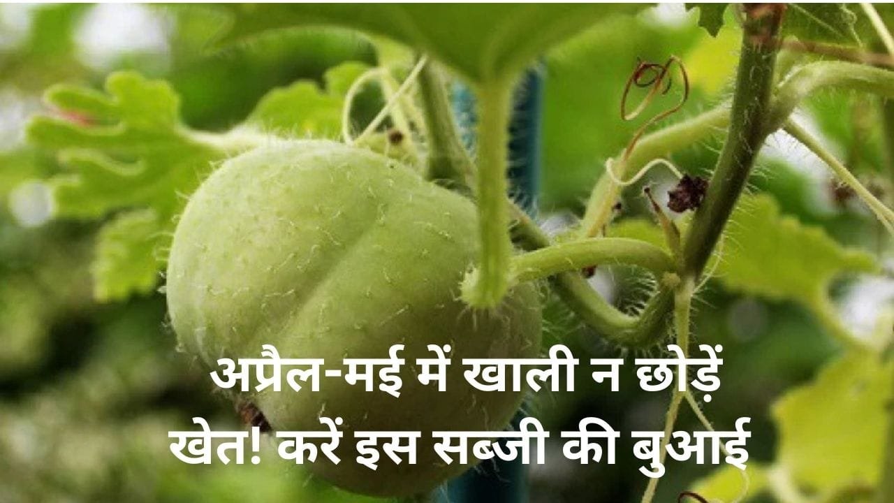 अप्रैल-मई में गेहूं की कटाई के बाद खाली न छोड़ें खेत! करें इस सब्जी की बुआई, सिर्फ 40 में खेती से आएंगे 1 लाख, जाने नाम