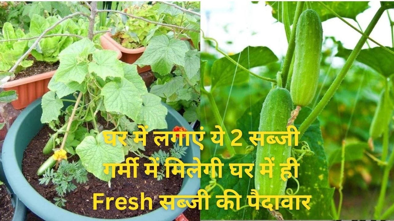 Gardening Tips: अप्रैल में घर में जरूर लगाएं ये 2 सब्जी, मई-जून में होगी तैयार गर्मी में देगी घर में ही Fresh सब्जी की बंपर पैदावार, जाने नाम