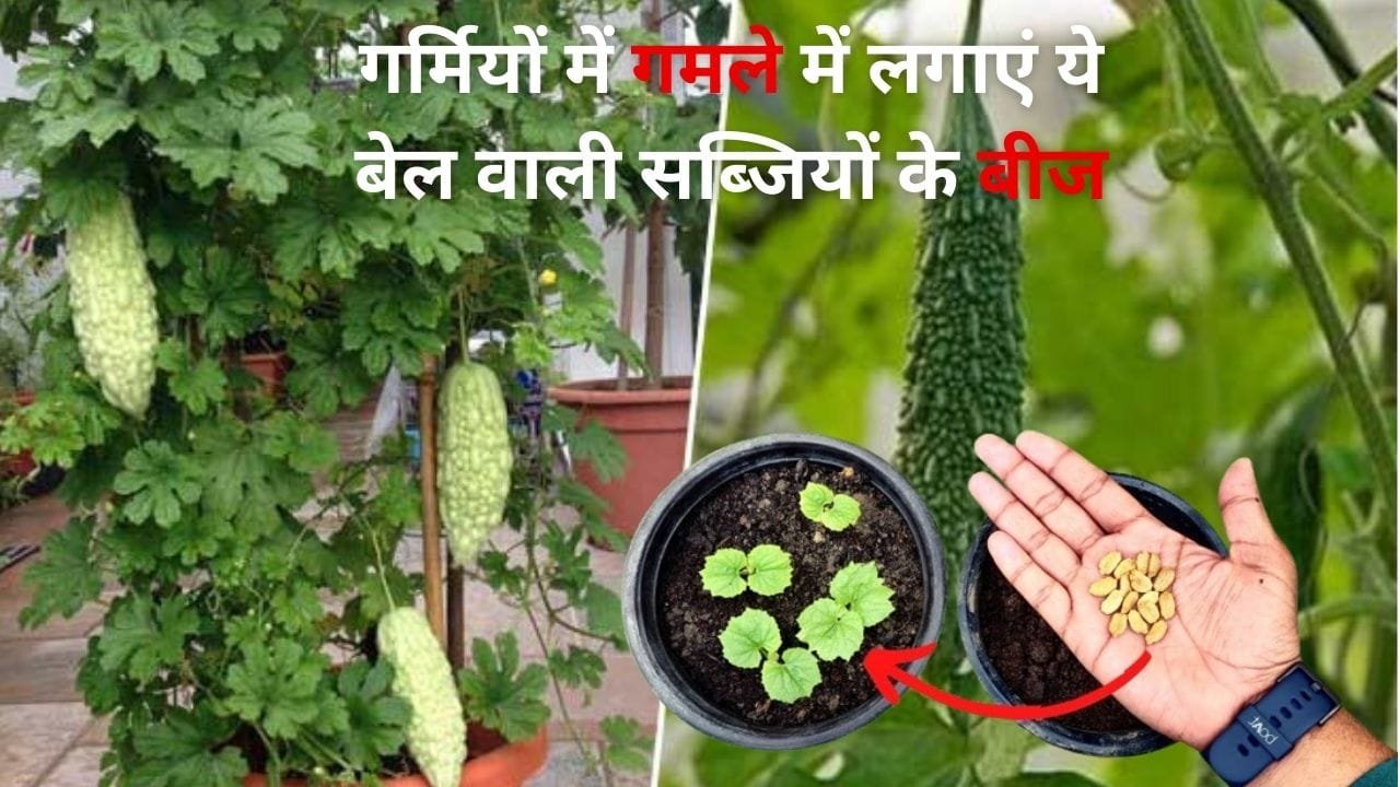 Gardening Tips: गर्मियों में गमले में लगाएं ये बेल वाली सब्जियों के बीज, गर्मी में बाजार जाकर नहीं करनी पड़ेगी जेब ढीली, जाने नाम