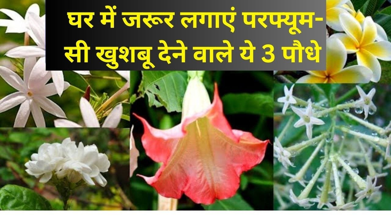 Gardening tips: घर में जरूर लगाएं ये फूलों के पौधे, सुगंधित परफ्यूम-सी खुशबू से महक उठेगा पूरा घर माहौल होगा खुशनुमा, जाने नाम