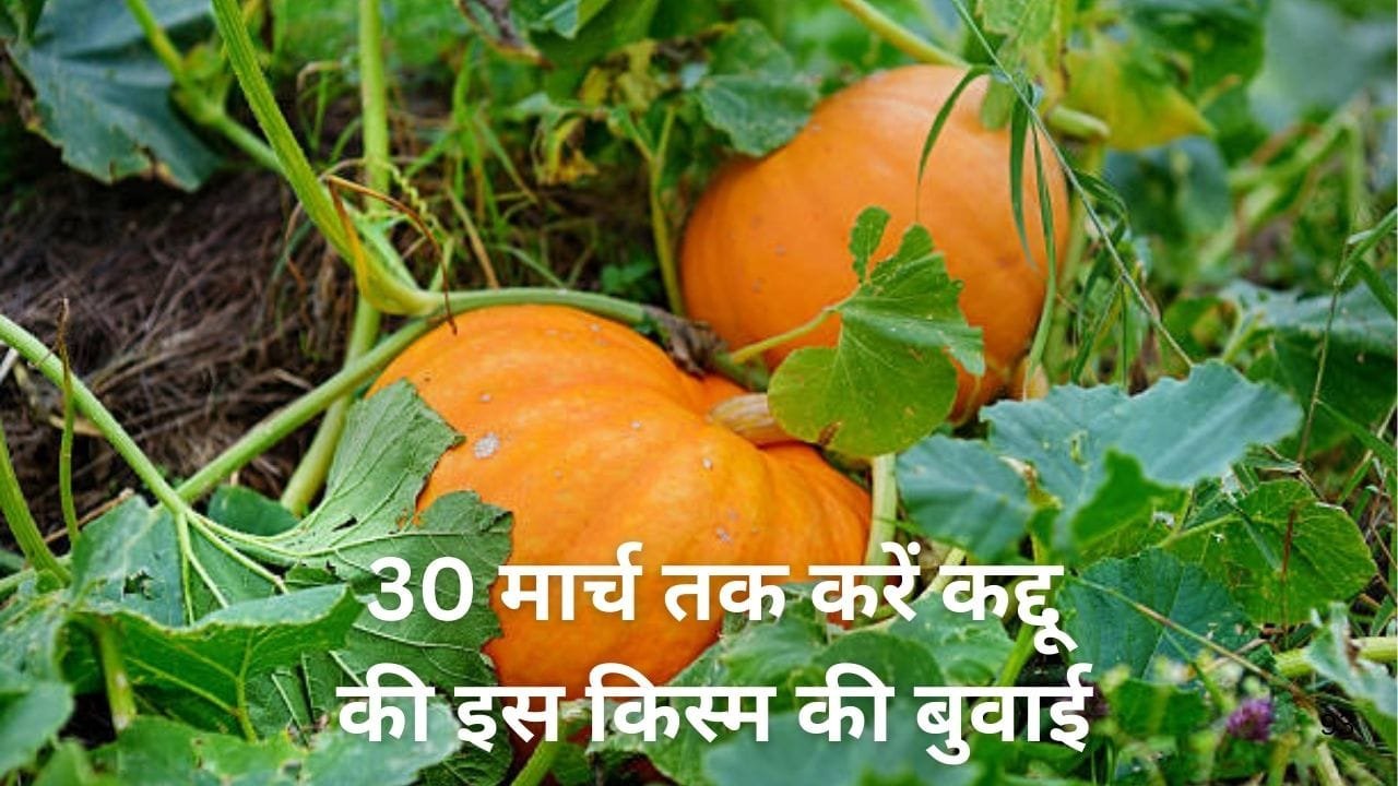 30 मार्च तक करें कद्दू की इस किस्म की बुवाई, सिर्फ 90 दिनों में खेती से कमाएं लाखों रूपए बंपर उत्पादन से भर जाएंगे गोदाम, जाने नाम