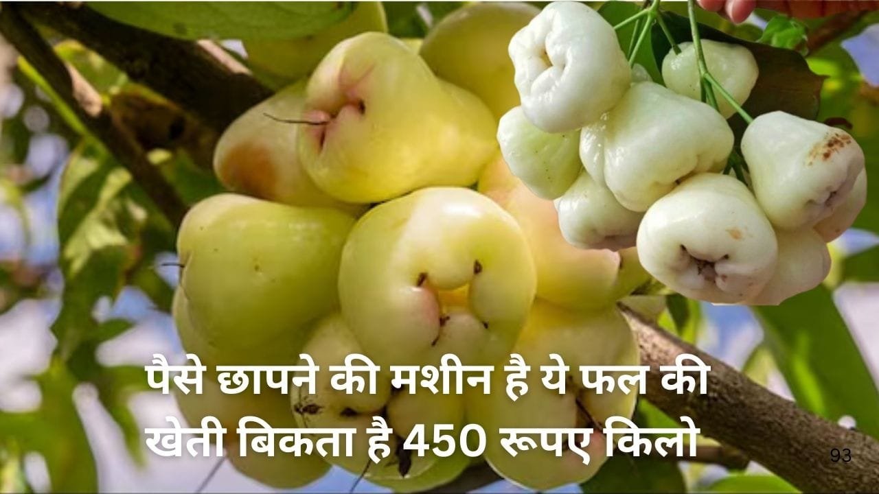 पैसे छापने की मशीन है ये फल की खेती, मार्केट में बिकती है 450 रूपए किलो एकबार करें पौधे की रोपाई 30 साल तक होगी कमाई, जाने नाम