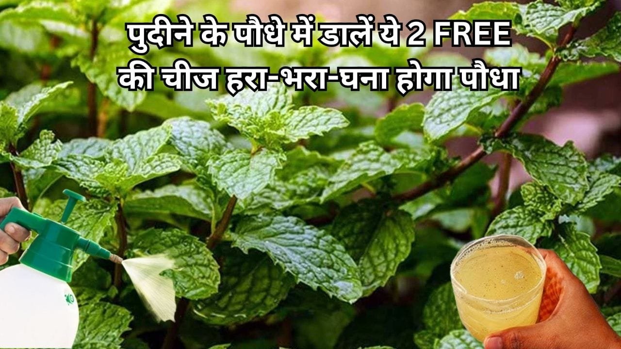 Gardening Tips: गर्मियों में हरा-भरा-घना होगा पुदीने का पौधा, बस पौधे में डालें ये 2 FREE की चीज ग्रोथ में होगी बेशुमार वृद्धि, जाने नाम
